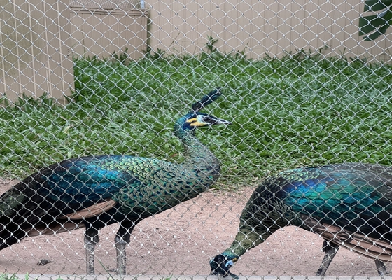 2 mm diametro di filo 304L rete di corda in acciaio inossidabile per zoo animali recinti