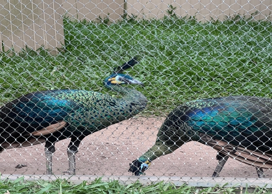 2 mm di diametro 316 316l Griglia di filo di acciaio inossidabile per recinti per animali zoo
