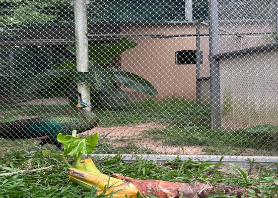 Fortezza elevata 2mm di diametro rete di filo di corda per zoo animali di sicurezza recinti