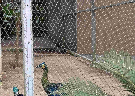 Acciaio inossidabile 316 Rope Mesh Netting con collegamenti a ferrule per uccelli zoologici